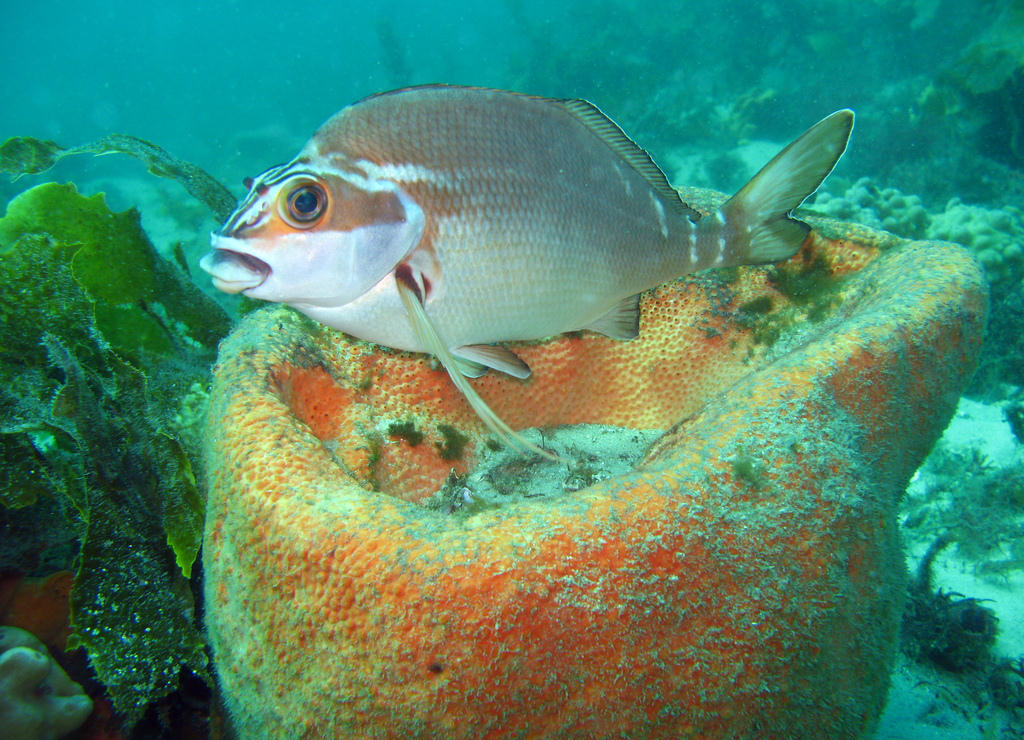 Cheilodactylus fuscus